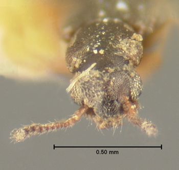 Media type: image; Entomology 6566   Aspect: head dorsal view